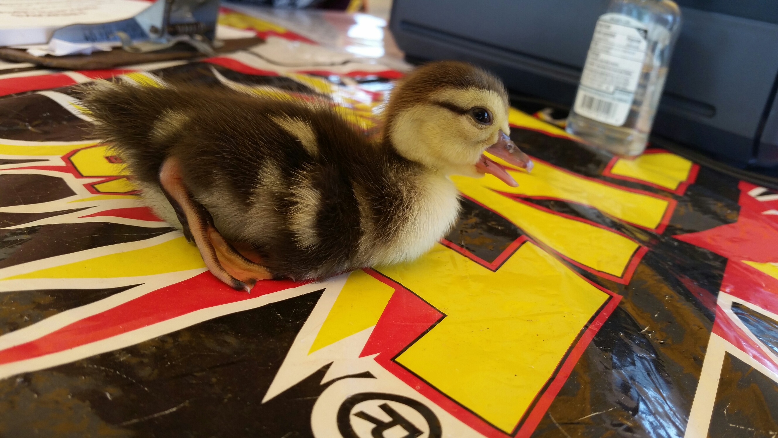 positive news, ducklings saved from traffic, ocala news, marion county news, animals
