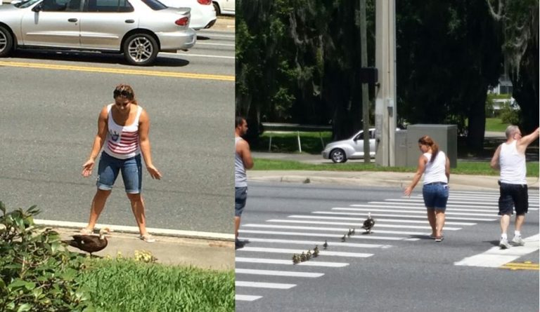 Good Samaritans save a mother and her baby ducklings