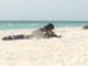 sex on beach, florida, Bradenton Beach, ocal anews, marion county news,