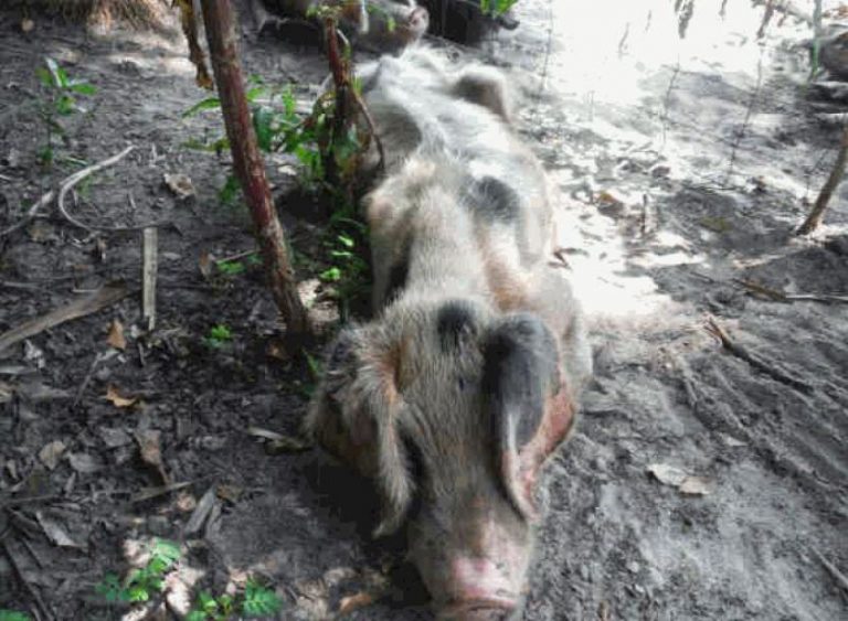 animal cruelty, animal abuse, marion county news, ocala news, op, ocala post