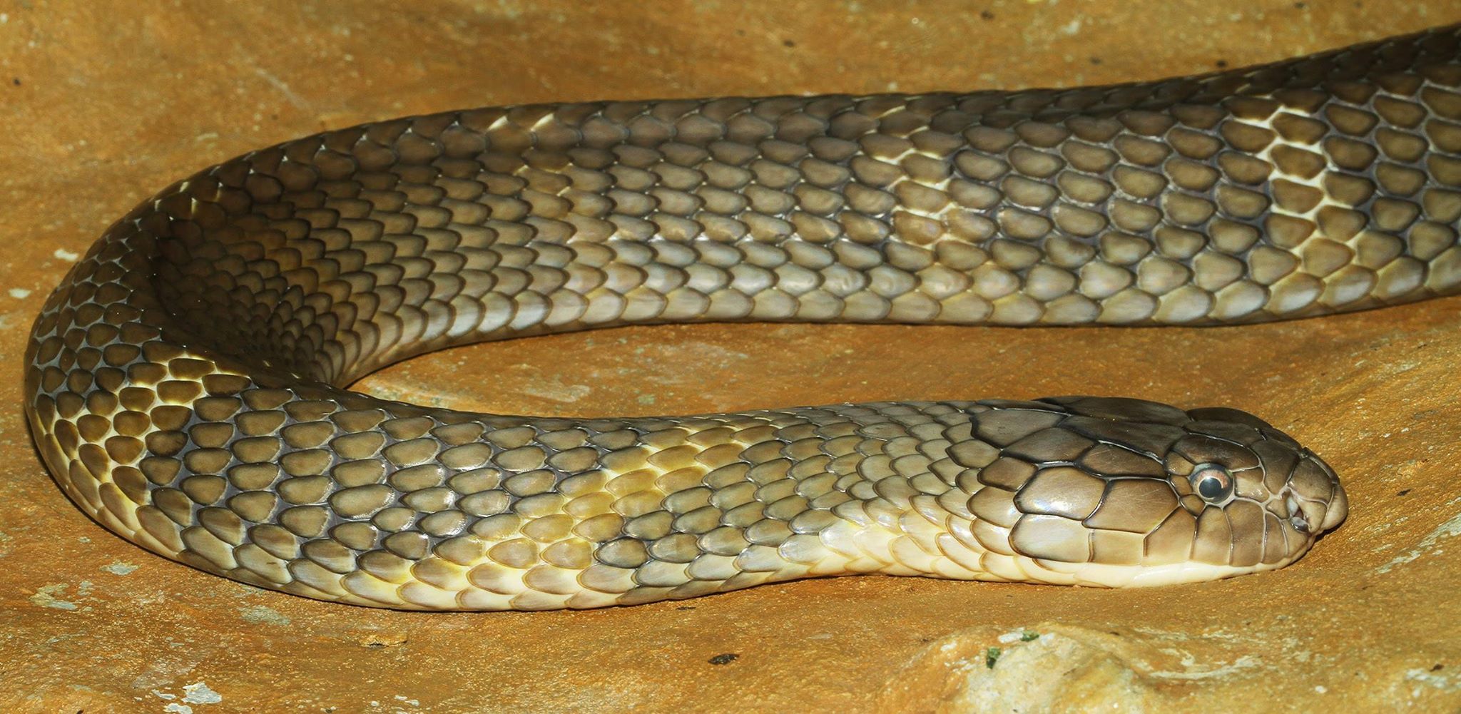 king cobra, orlando, ocala news, orlando news, snake on the loose
