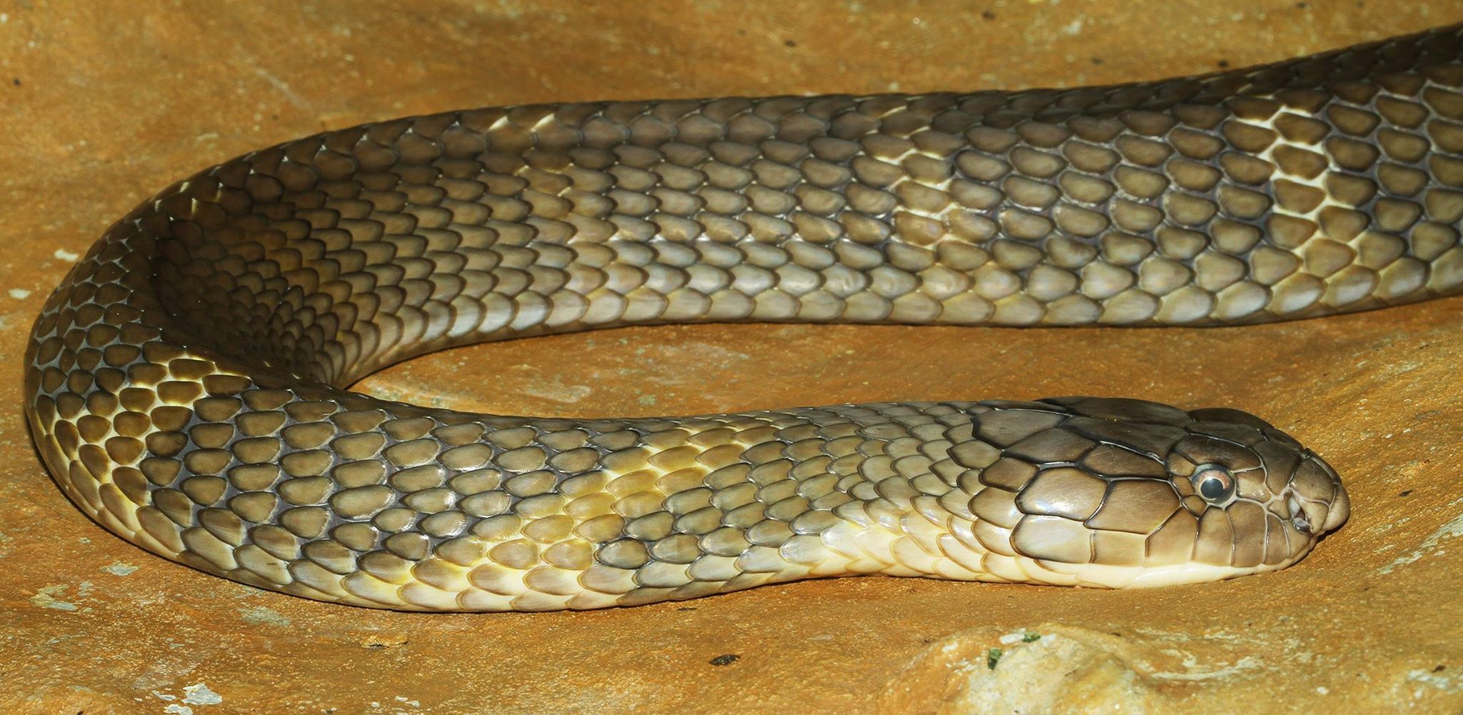 Lost Florida Cobra Remains at Large