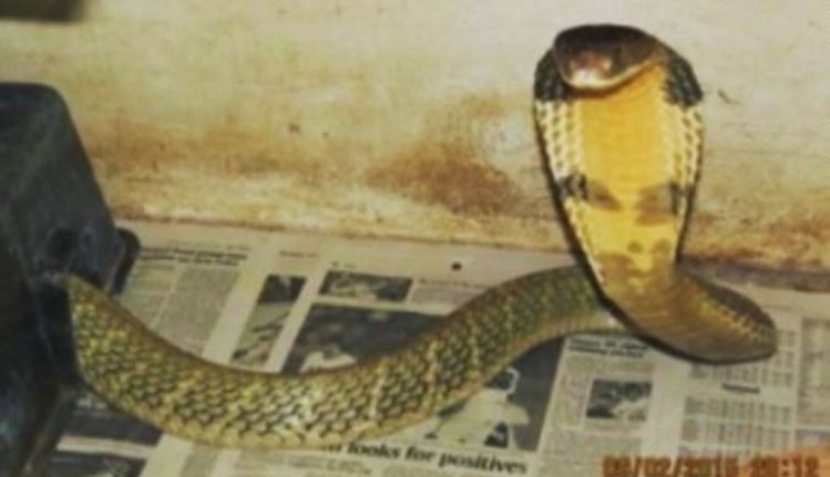 8-foot King cobra on the loose