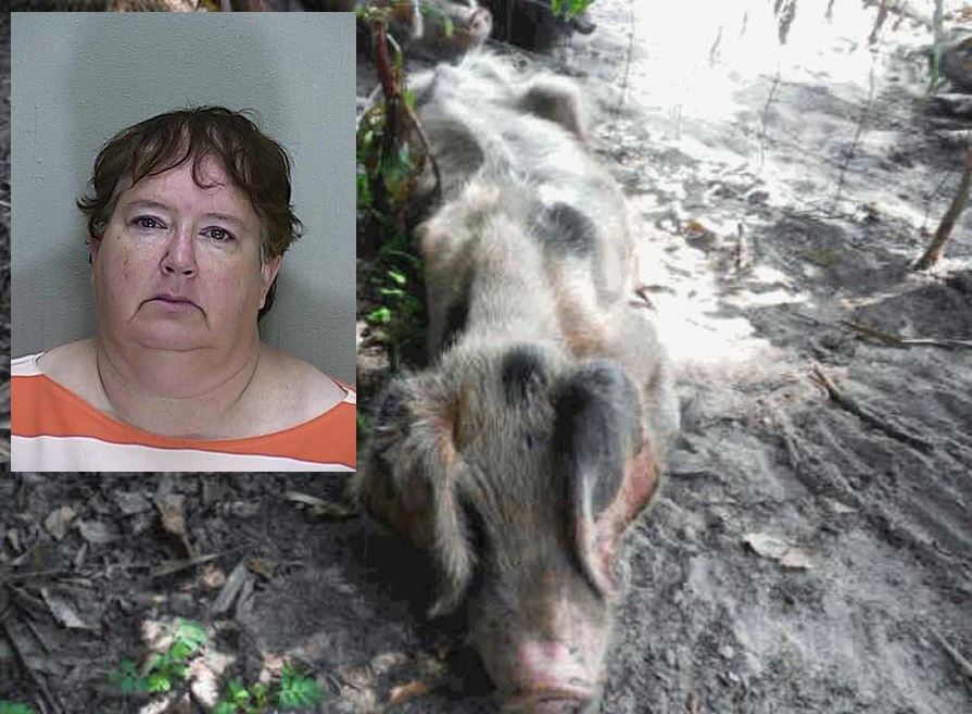 animal cruelty, animal abuse, op, ocala post, florida, marion county