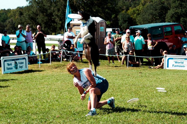 ocala pumpkin run, ocala news, halloween 2015, marion county news