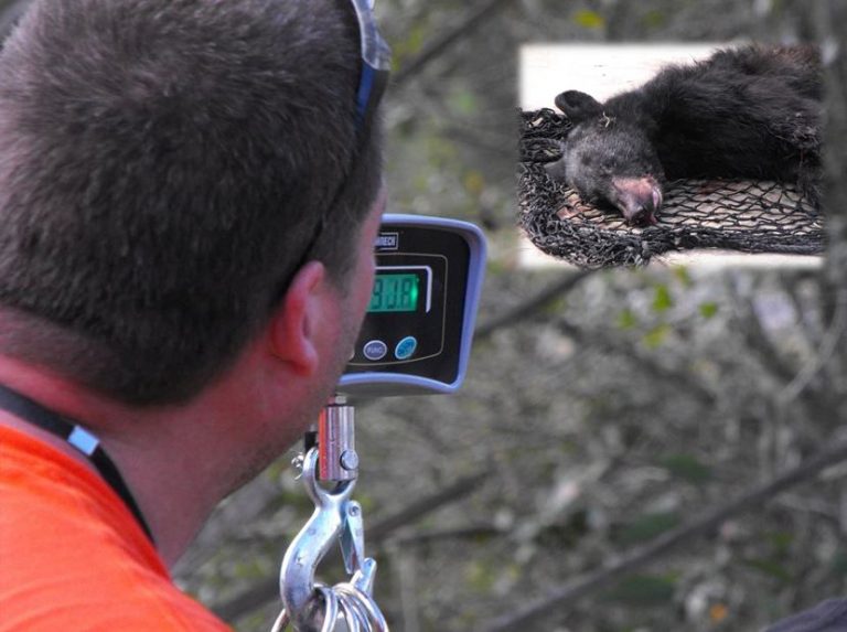 Man accuses FWC of giving back illegal bear killed during bear hunt