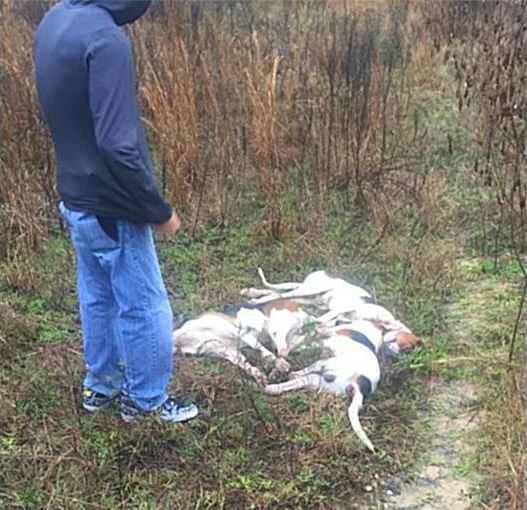 hunting dogs, dogs killed, marion county news, ocala news, animal cruelty, animal abuse