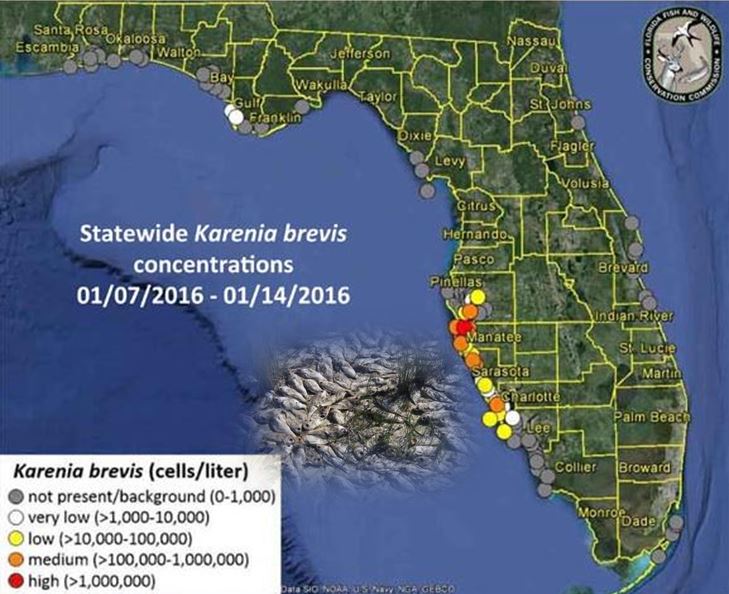 Red tide report as of January 14, 2016