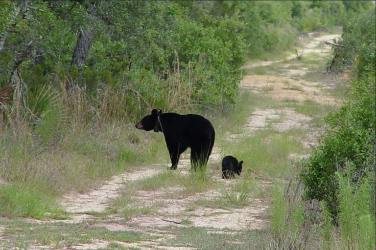 FWC: Bear hunting postponed for 2016