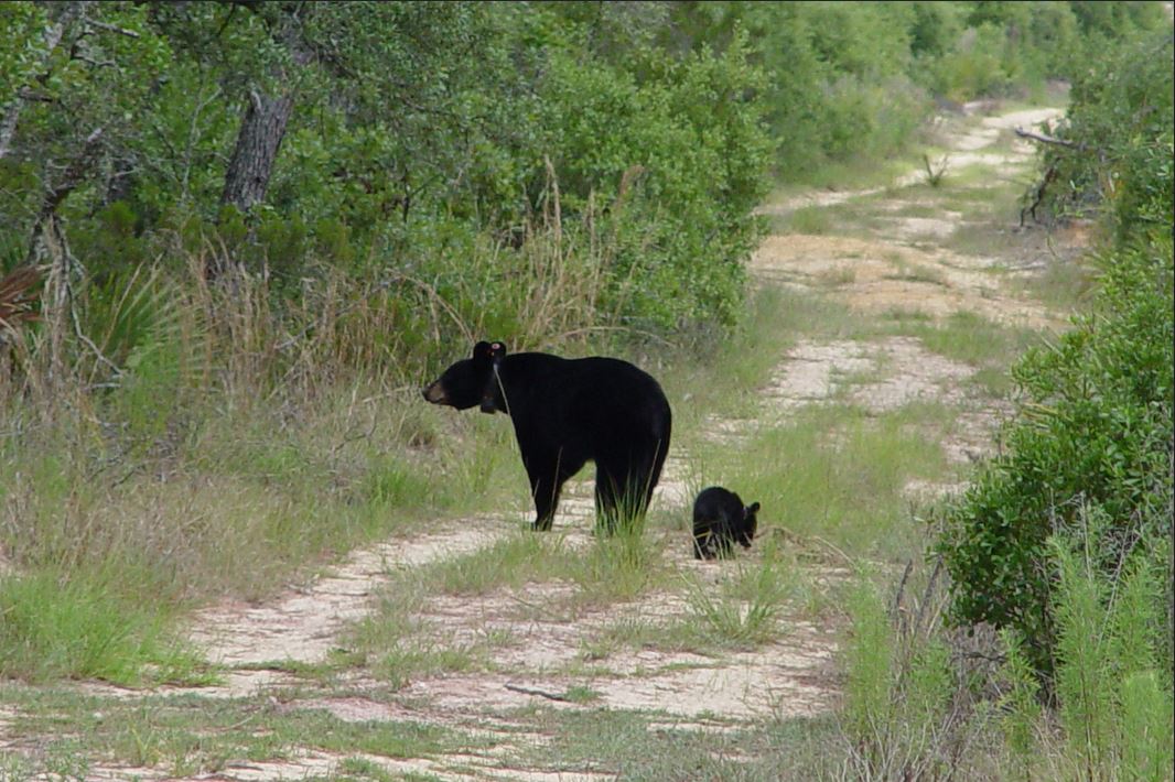 black bear hunting florida, ocala news, florida news, fwc, black bear hunt