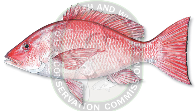 2016 Gulf recreational red snapper state season closes soon