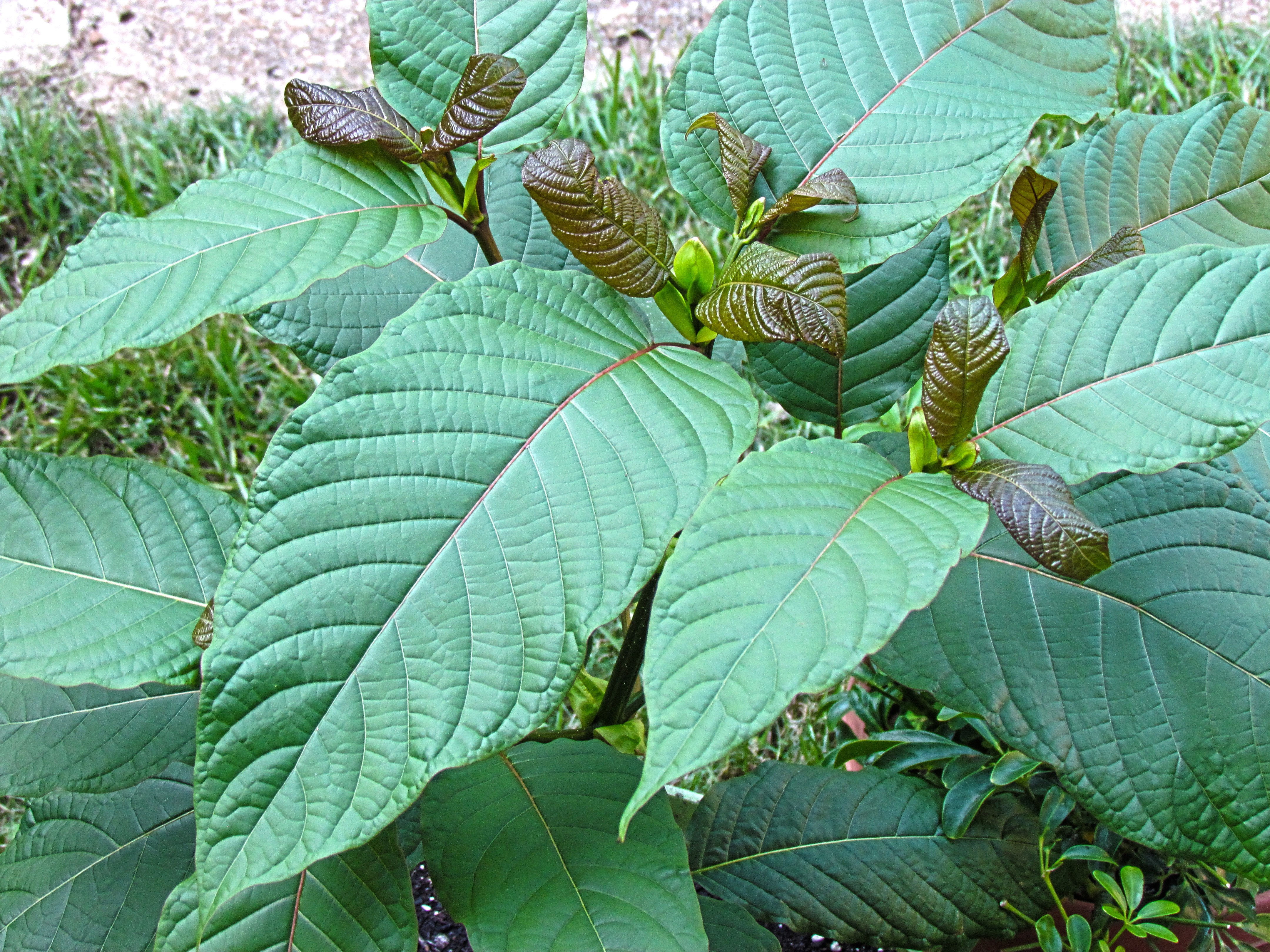 Kratom tree, dea, marijuana, illegal plants, ocala news, nature