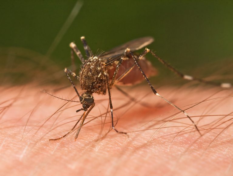 Confirmed case of Zika in Marion County