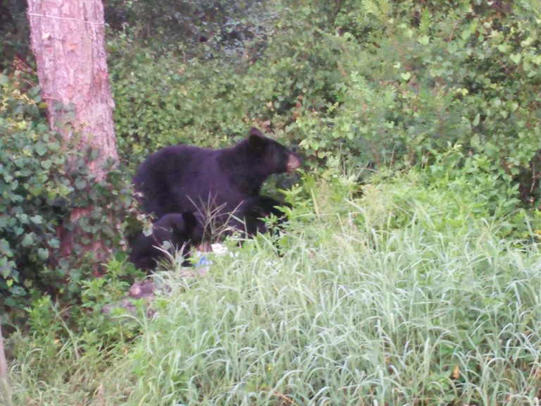 bear, ocala national forest, marion county news, bears, ocala post