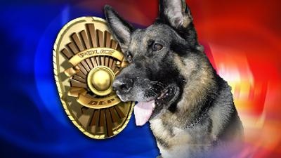 volusia county k-9 shot, police dog shot, deland, daytona, deltona