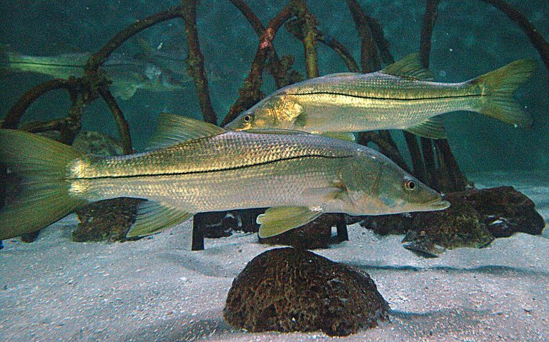 Anglers, be aware of snook harvest seasonal closures