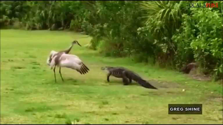 alligator vs bird, crane, animals, ocala news, bird protects babies, florida news
