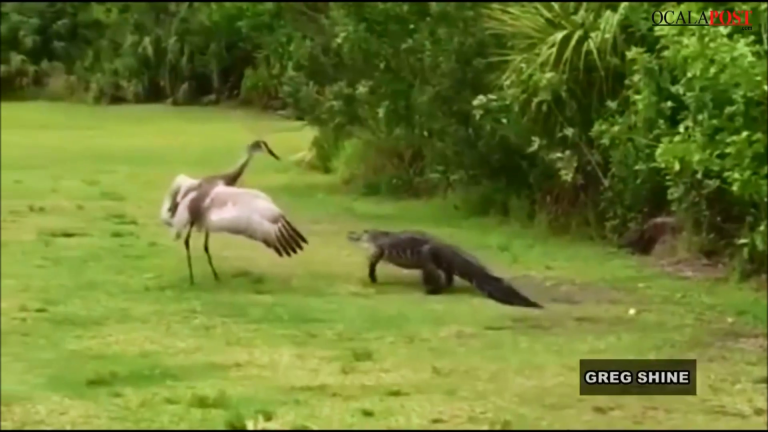 Alligator-VS-Bird: Sandhill crane protects her family from alligator