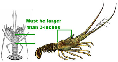 Spiny lobster regular recreational and commercial season