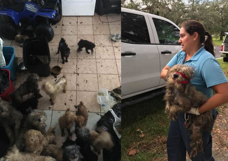 56 dogs, animal cruelty, ocala news, ocala post, marion county news,