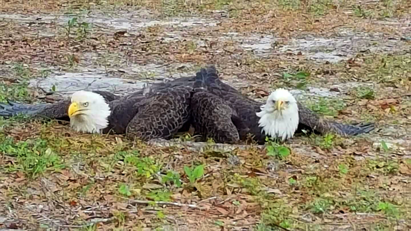 bald eagles mating, bald eagles, ocala news, ocala post