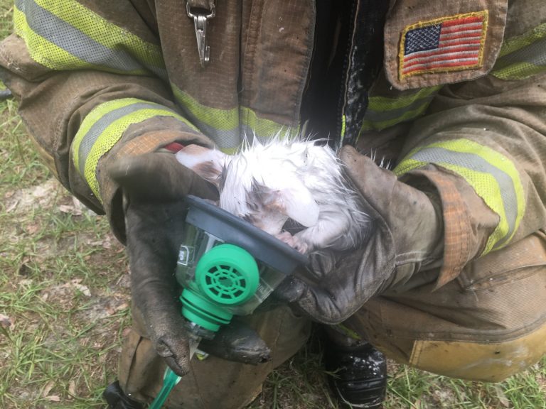 Firefighters save two cats from fire