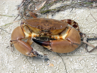 Stone crab season closed