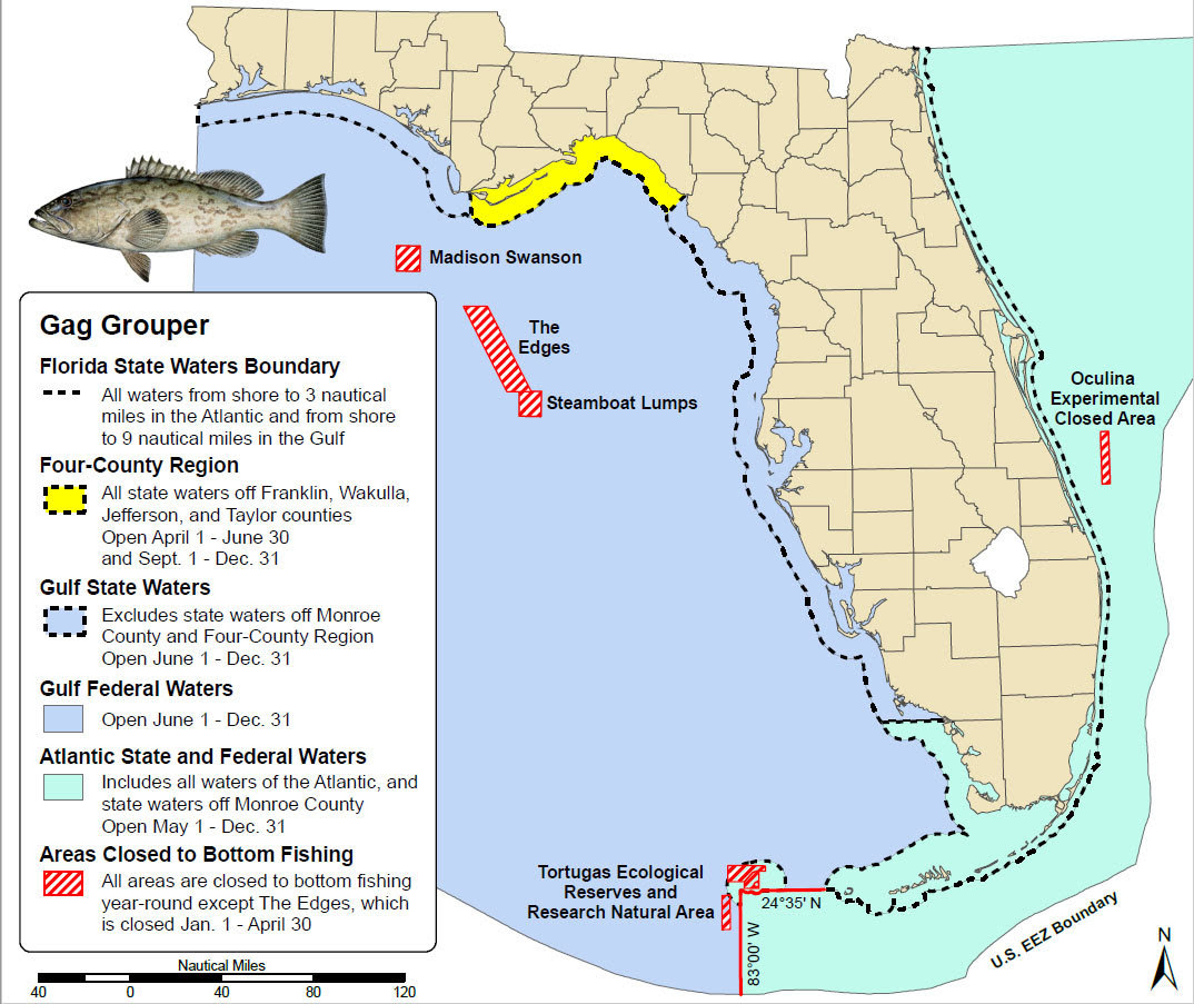 gag grouper, fwc, fishing, ocala news, ocala post, outdoors