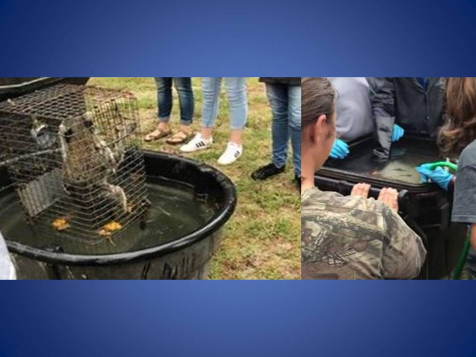 forest high school, raccoon drown, teacher drown animals