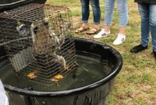 raccoon, forest high school, drown raccoon