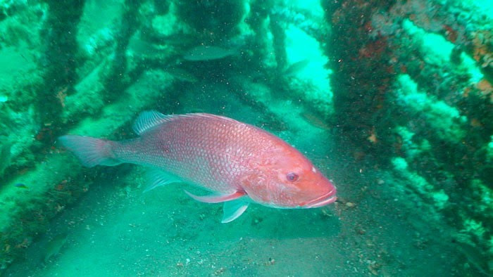 2018 red snapper season