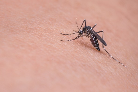 Mosquito-borne illness advisory for Marion County