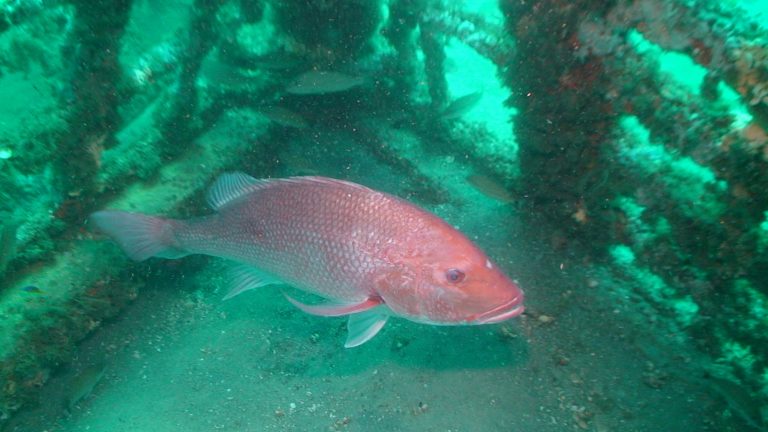 Red snapper season closes soon