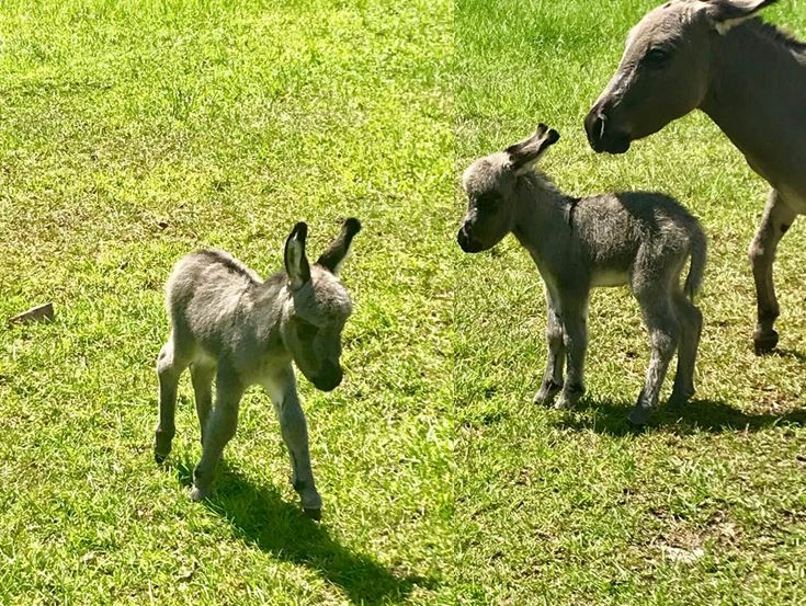 Baby miniature donkey stolen from yard