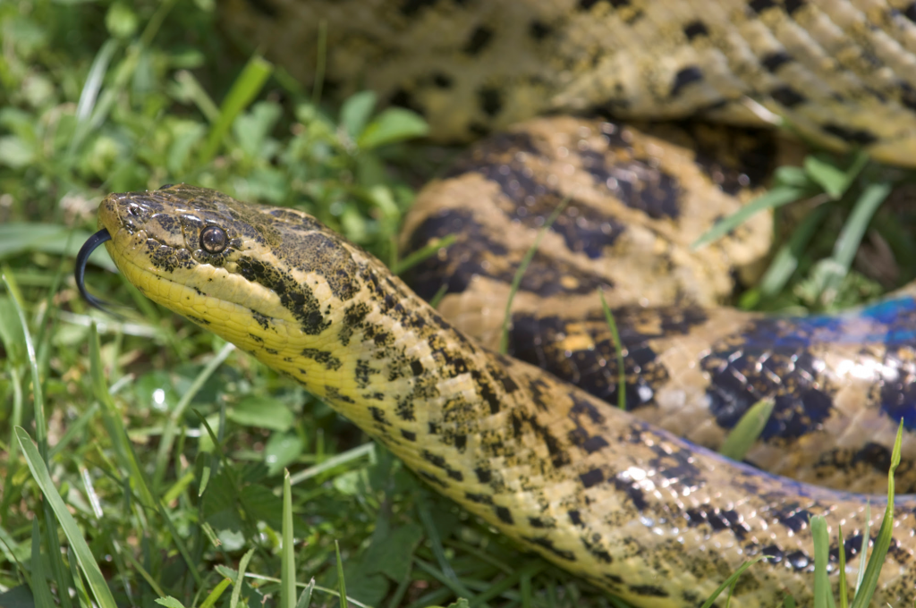 Yellow anaconda, florida news, ocala post, nonnative species, 