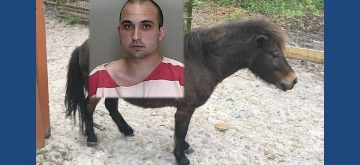 bestiality, ocala news, ocala post, sex with horse