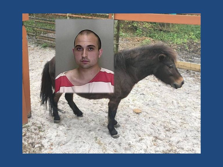 Man arrested after he mounted horse