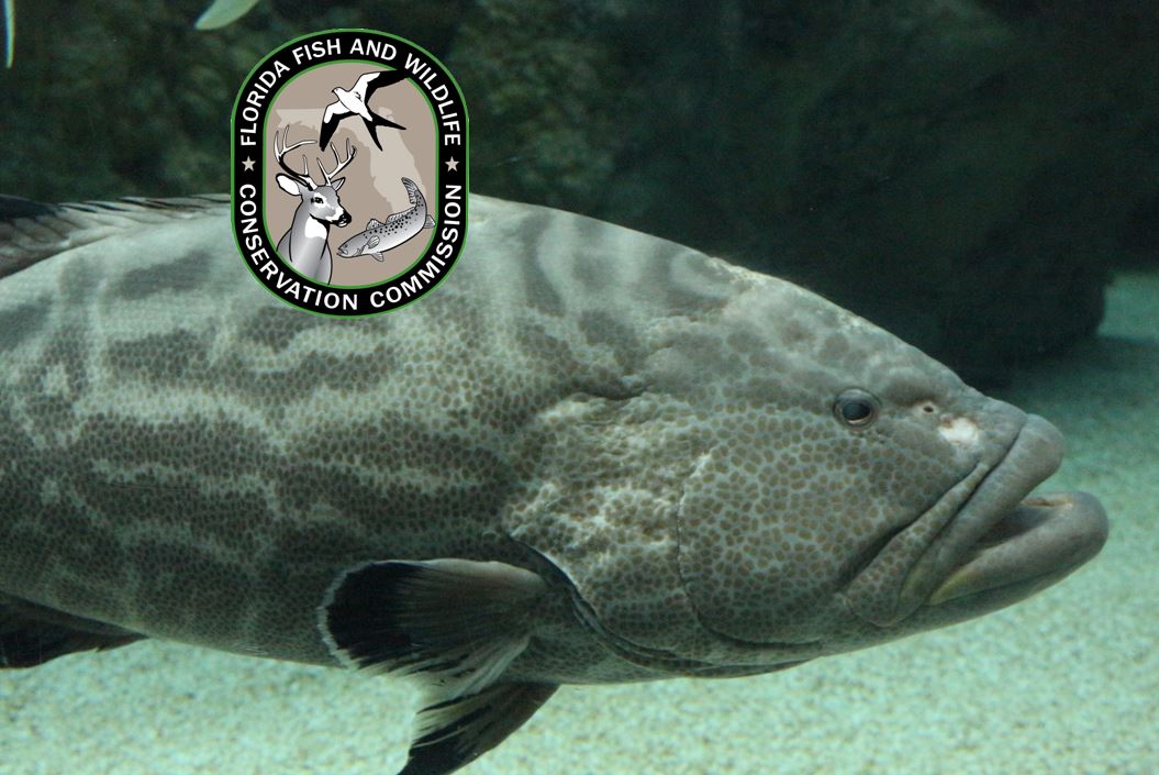 gag grouper, florida fishing, fwc