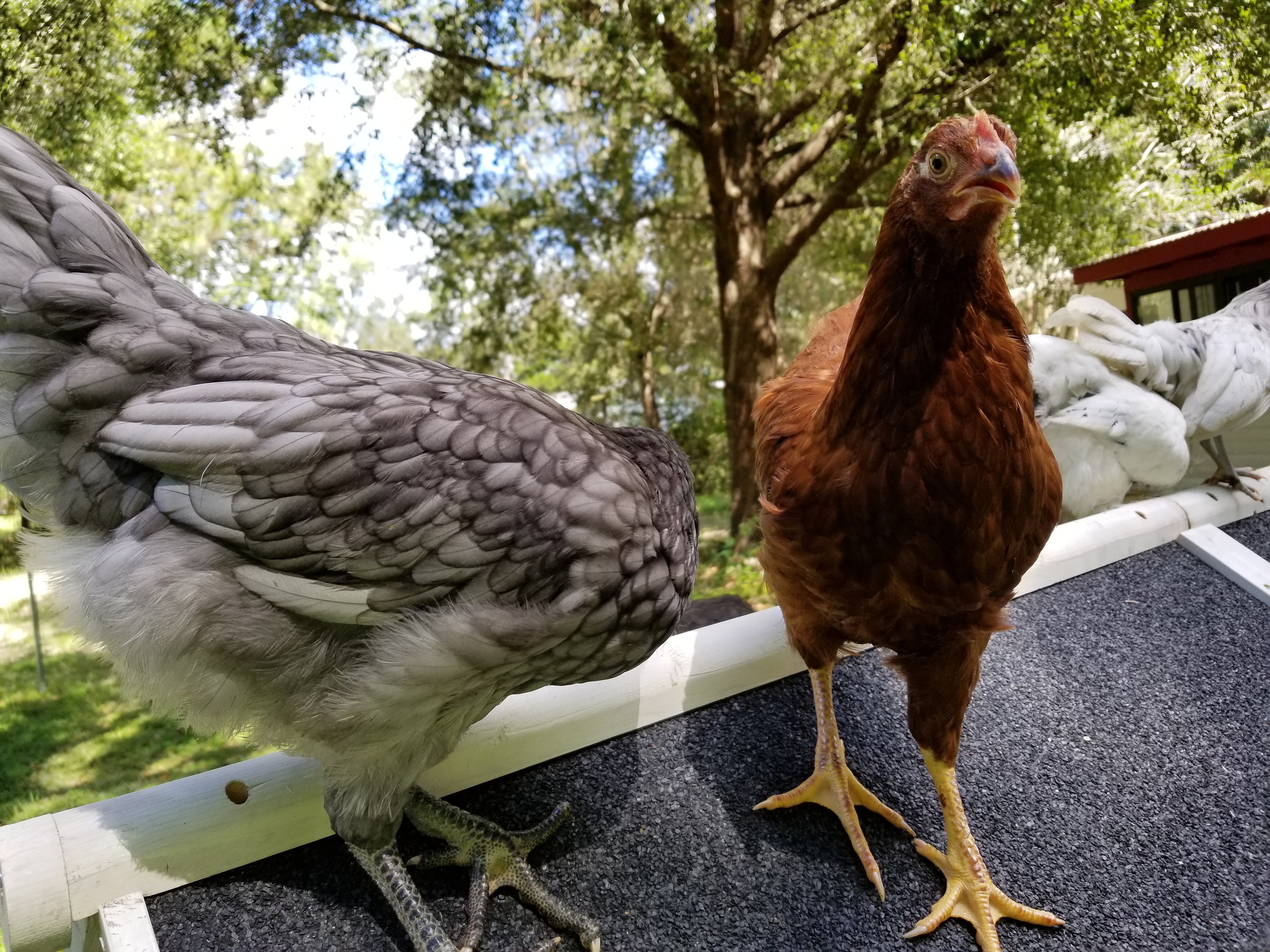 chickens, ocala news, ocala post