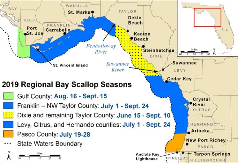Recreational bay scallop season for certain counties begins today