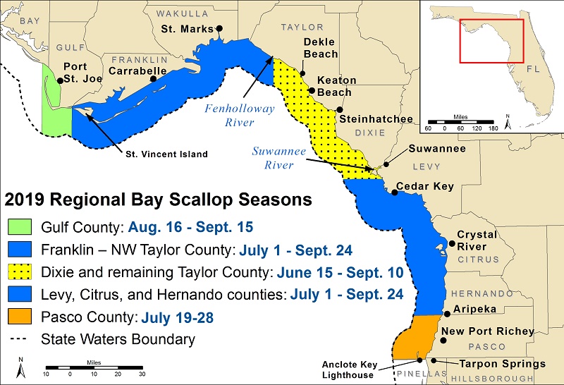 scallop season 2019, crystal river