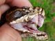 cottonmouth, water moccasin, florida snakes