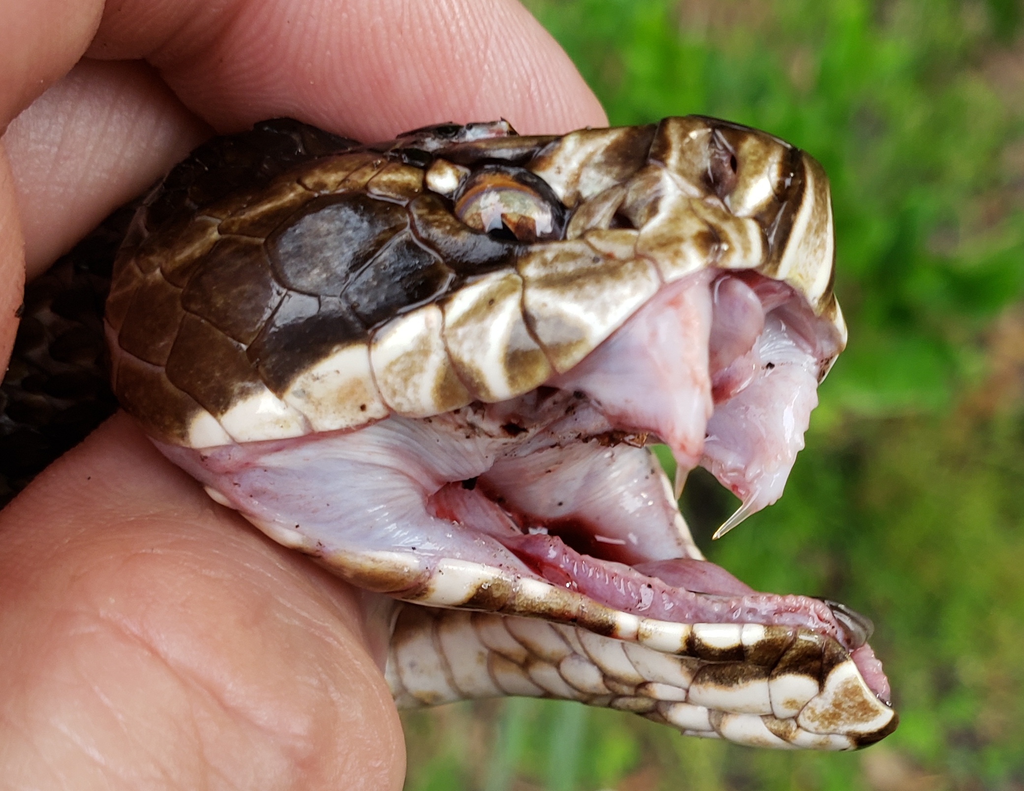 cottonmouth, water moccasin, florida snakes