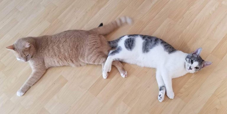 declawing, florida, cats, ocala post