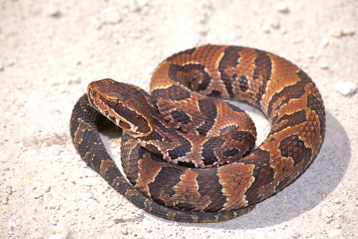 cottonmouth, water moccasin, florida snakes