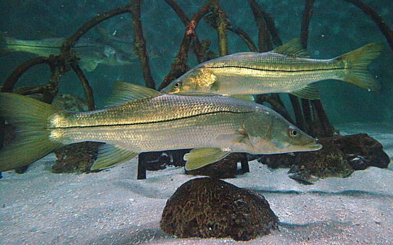 Snook season to reopen for recreational harvest