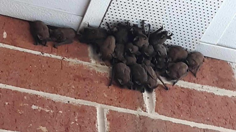 School board, spending more than $40,000 for bat removal and prevention