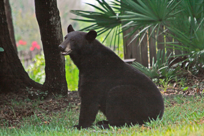 bears, fall season, ocala news, ocala post, ocala national forest