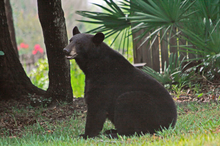 Bears are more active in the fall