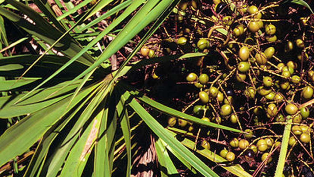 saw palmetto berries, ocala news, ocala post